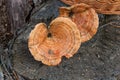 Harvested at autumn amazing edible mushrooms Saffron Milk Cap known as Orange Milk Cap. Composition of group edible mushroom