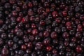 Harvested Black Huckleberries