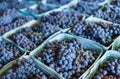 Harvested blue grapes in paper molded baskets at the market in Canada Royalty Free Stock Photo