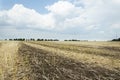 Harvested canola.Field after harvest.Beautiful landscape Royalty Free Stock Photo