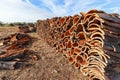 Harvested cork oak bark from the trunk of cork oak tree Quercus suber for industrial production of wine cork stopper in the Royalty Free Stock Photo