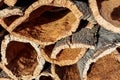 Harvested cork oak bark from the trunk of cork oak tree Quercus suber for industrial production of wine cork stopper in the Royalty Free Stock Photo
