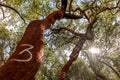 Harvested cork oak (Quercus suber) trunk in an old forest, number 3 indicates the harvest year 2023, Alentejo Portugal