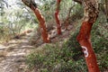 Harvested cork oak (Quercus suber) trunk in an old forest, Alentejo Portugal Europe