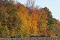 Harvested Corn crop with Fall foliage Royalty Free Stock Photo