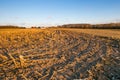 Harvested corn field with farm in the background in central Wisconsin Royalty Free Stock Photo