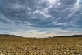 Harvested corn field before the storm at late autumn