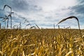 Harvested corn field before the storm at late autumn Royalty Free Stock Photo