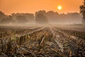 Harvested corn field at sunrise Royalty Free Stock Photo