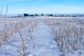 Harvested corn field under snow Royalty Free Stock Photo