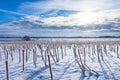 Harvested corn field under snow Royalty Free Stock Photo