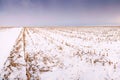 Harvested corn field under snow Royalty Free Stock Photo