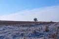 Harvested corn field in winter Royalty Free Stock Photo