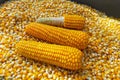 Harvested corn grown on its plot in natural conditions. Organically useful ingredients for vegetarianism, a symbol of