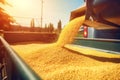 Harvested corn seeds. Generate Ai