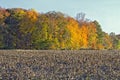 Harvested Corncrop with Fall foliage Royalty Free Stock Photo