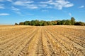 Harvested Cornfield