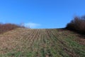 Harvested cornfield in cold winter day with clear blue sky in background