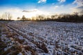 Harvested cornfield covered with snow in the sunset