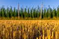 Harvested cornfield with fresh grenn hops plantation in the background Royalty Free Stock Photo