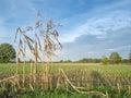 Harvested cornfield with leftovers wide angle view Royalty Free Stock Photo