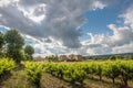 Harvested cornfield in the Provence