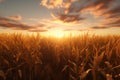 Harvested cornfield at sunset showcasing the