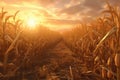 Harvested cornfield at sunset showcasing the