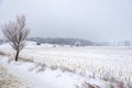 Harvested cornfield under the snow in a cold day of winter Royalty Free Stock Photo