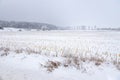 Harvested cornfield under the snow in a cold day of winter Royalty Free Stock Photo