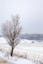 Harvested cornfield under the snow in a cold day of winter Royalty Free Stock Photo