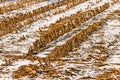 Harvested cornfield in wintertime with snow