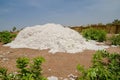 Harvested cotton being piled up in traditional reed stockage under the blue African sky in Benin