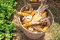 Harvested dry corn in a rattan basket in cultivated land background Royalty Free Stock Photo