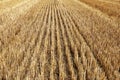 A Harvested Field From Rye And On It A Stubble Of Straw And Tracks From A Tractor