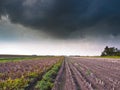 Harvested Field under Stormy Sky Royalty Free Stock Photo