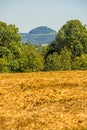 Harvested field of wheat with panormaic view
