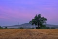 Harvested Field of Wheat at Sunrise Royalty Free Stock Photo