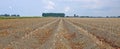 Harvested field, zeeland, holland Royalty Free Stock Photo