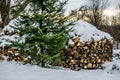 Harvested firewood under the cover of snow