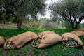 Harvested fresh olives in sacks in a field in Crete, Greece.