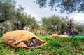 Harvested fresh olives in sacks in a field in Crete, Greece.