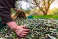 Harvested fresh olives in sacks in a field in Crete, Greece.