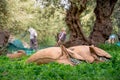 Harvested fresh olives in sacks in a field in Crete, Greece.