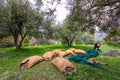 Harvested fresh olives in sacks in a field in Crete, Greece.