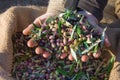 Harvested fresh olives in sacks in a field in Crete, Greece for olive oil production