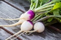 Harvested fresh turnip vegetable