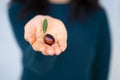 Harvested fresh unripe olives in the hand. Bio product-black, green, brown olives Royalty Free Stock Photo