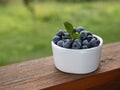 Harvested full-ripe blueberry in a white bowl. Organic berries Royalty Free Stock Photo