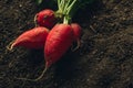 Harvested garden radishes on soil